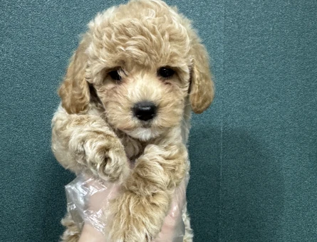 Apricot poodle yavru - 7946