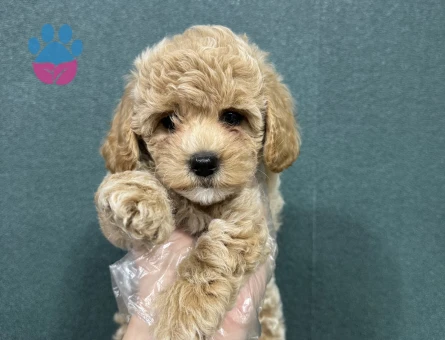 Apricot poodle yavru - 7946 - Görsel 3