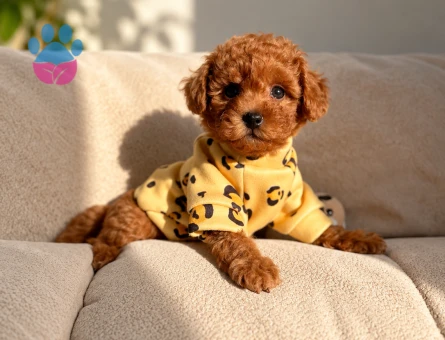 Minik Toy Poodle Yavrumuz Yeni Ailesini Arıyor - 7948 - Görsel 3