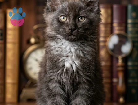 Pamuk Gibi Maine Coon Yavrusu - 7949 - Görsel 3