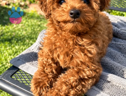 Oyuncu Toy Poodle Yavrumuza Sıcak Bir Yuva - 7952 - Görsel 2
