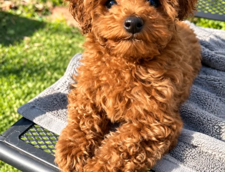 Oyuncu Toy Poodle Yavrumuza Sıcak Bir Yuva - 7952