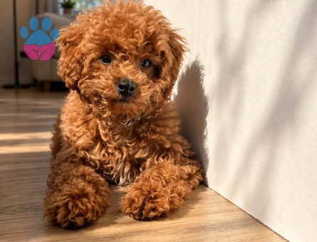Tatlı Bakışlı Toy Poodle Yavru Yeni Yuvasını Arıyor - 7956 - Görsel 2