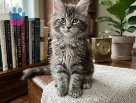 Zarif Duruşlu Maine Coon Yavrumuz - 7957