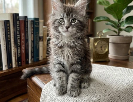 Zarif Duruşlu Maine Coon Yavrumuz - 7957