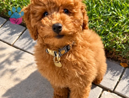 Teddy Görünümlü Toy Poodle Yavru Sahiplendirme - 7958 - Görsel 2