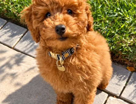 Teddy Görünümlü Toy Poodle Yavru Sahiplendirme - 7958