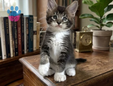 Sıcacık Bir Yuva Arayan Maine Coon - 7959 - Görsel 3
