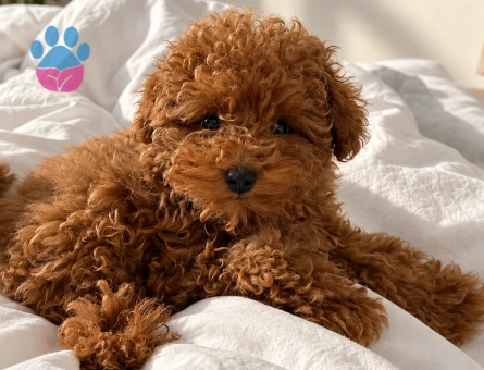 Kıvırcık Tüylü Toy Poodle Yavrumuz - 7960 - Görsel 3