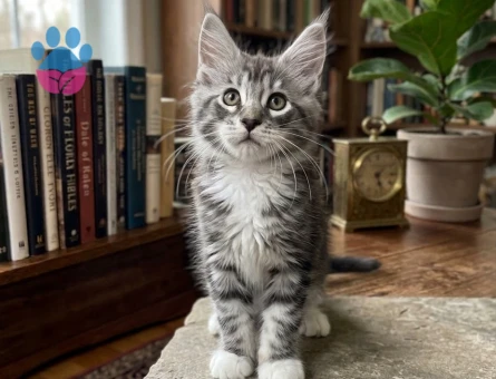 Muhteşem Bakışlı Maine Coon Yavrusu - 7961