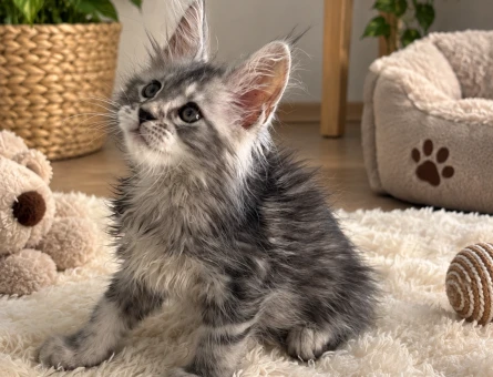 Kabarık Tüylü Sevimli Maine Coon - 7962
