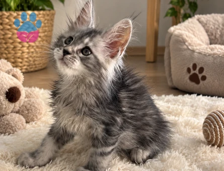 Kabarık Tüylü Sevimli Maine Coon - 7962 - Görsel 3