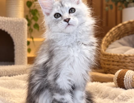 Evinize Çok Yakışacak Maine Coon - 7964