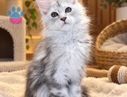 Evinize Çok Yakışacak Maine Coon - 7964 - Görsel 3