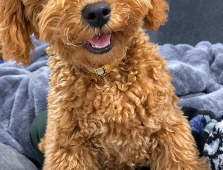 Sevecen Toy Poodle Yavrumuz Ailesini Arıyor - 7965