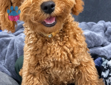 Sevecen Toy Poodle Yavrumuz Ailesini Arıyor - 7965 - Görsel 3