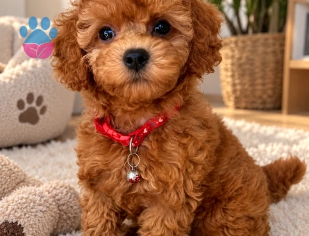 Red Toy Poodle Yavru İçin Yeni Yuva Arıyoruz - 7967 - Görsel 3