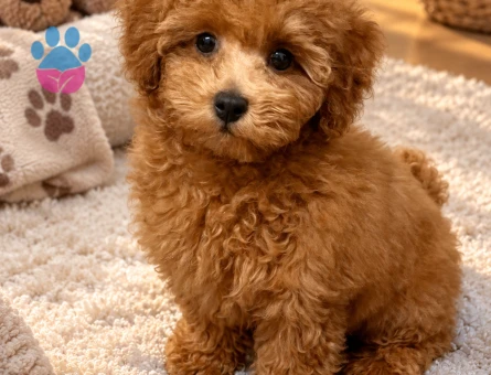 Aile Yaşamına Uyumlu Toy Poodle Yavru - 7972 - Görsel 2