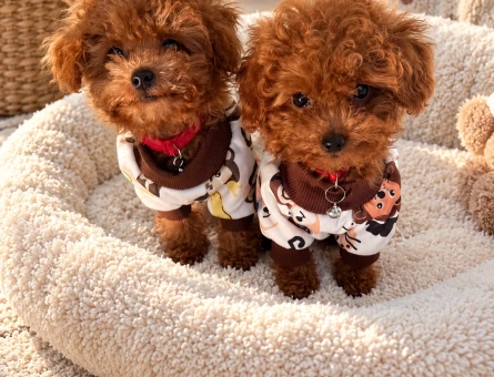 Oyuncu ve Neşeli Toy Poodle Yavrumuz - 7974