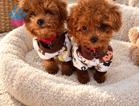 Oyuncu ve Neşeli Toy Poodle Yavrumuz - 7974 - Görsel 3