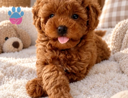 Sevecen Toy Poodle Yavru Yeni Yuvasını Bekliyor - 7978 - Görsel 3