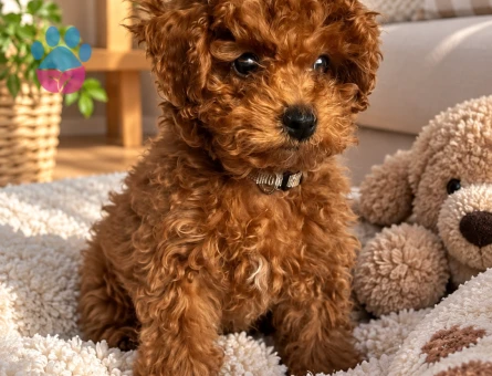 Red Renk Toy Poodle Yavrumuz İçin Yeni Aile - 7979 - Görsel 3