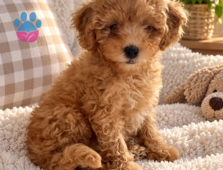 Minik Kıvırcık Toy Poodle Yavru Sahiplendirme - 7980 - Görsel 3
