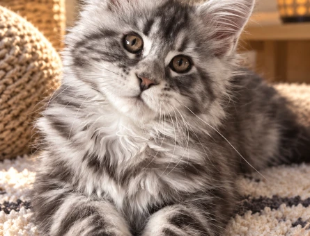 Minik Maine Coon Ömürlük Yuvasını Arıyor - 7990