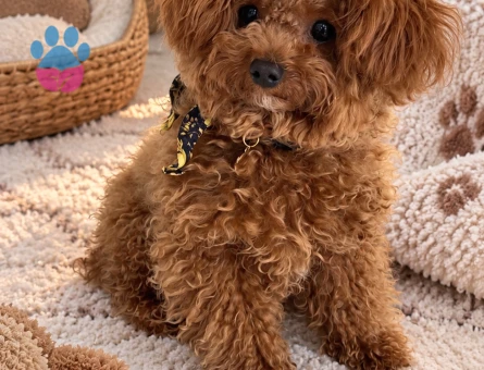 Sevgi Dolu Toy Poodle Yavru Sahiplendirme - 7995 - Görsel 3
