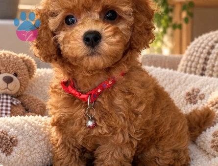 Şirin Bakışlı Toy Poodle Yavrumuz Yeni Yuvasını Arıyor - 7998 - Görsel 3