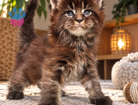 Maine Coon Yavrumuzla Tanışmaya Hazır Mısınız - 8005 - Görsel 3