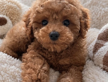 Tatlı Kıvırcık Toy Poodle Yavrumuz Ailesini Arıyor - 8012