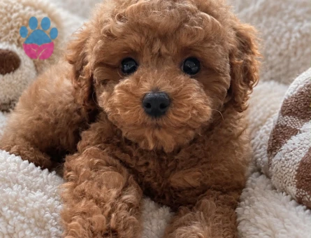 Tatlı Kıvırcık Toy Poodle Yavrumuz Ailesini Arıyor - 8012 - Görsel 3