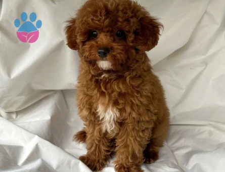 Teddy Bear Görünümlü Toy Poodle Yavrumuz - 8020