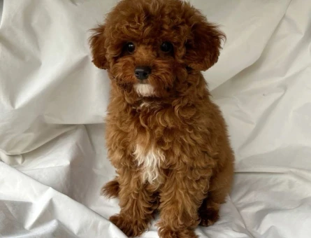 Teddy Bear Görünümlü Toy Poodle Yavrumuz - 8020