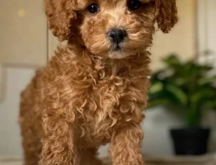 Kahverengi Kıvırcık Toy Poodle Yavru - 8025