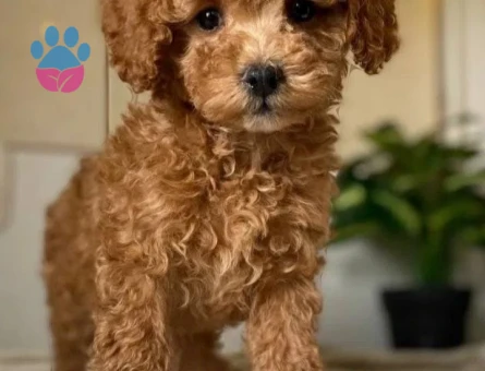 Kahverengi Kıvırcık Toy Poodle Yavru - 8025 - Görsel 3