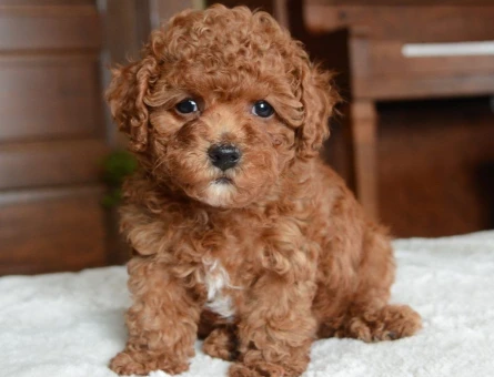 Minik Toy Poodle Yavrumuz Sizi Bekliyor - 8033
