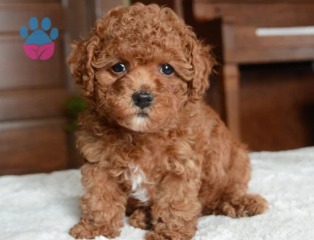 Minik Toy Poodle Yavrumuz Sizi Bekliyor - 8033 - Görsel 3