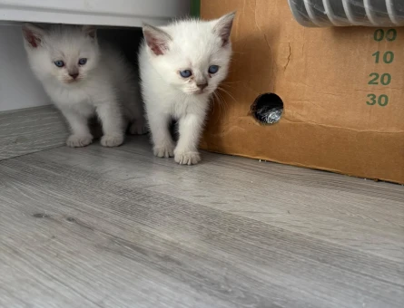Muhteşem British Longhair 1 Yaşında - 8034