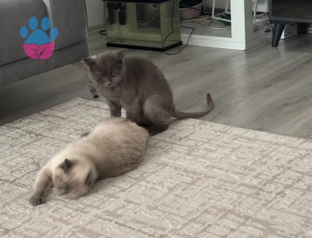 Muhteşem British Longhair 1 Yaşında - 8034 - Görsel 3