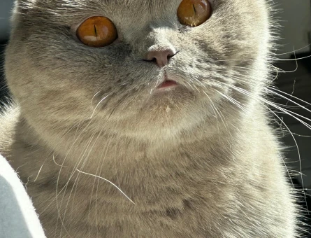 Scottish Fold ücretsiz ömürlük yuva