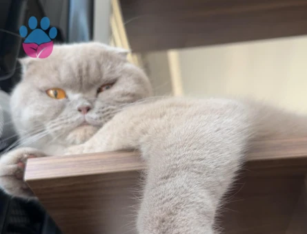 Scottish Fold ücretsiz ömürlük yuva
