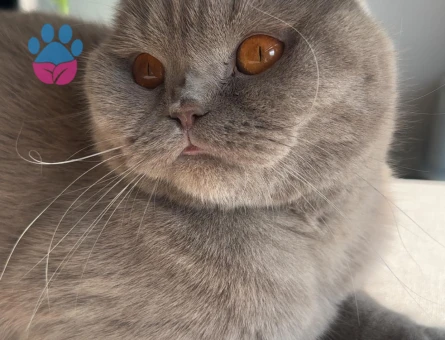 Scottish Fold ücretsiz ömürlük yuva