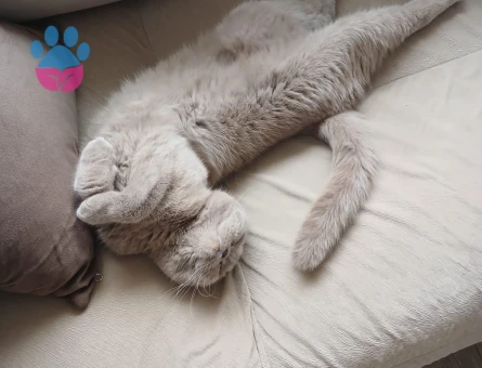 Scottish Fold ücretsiz ömürlük yuva