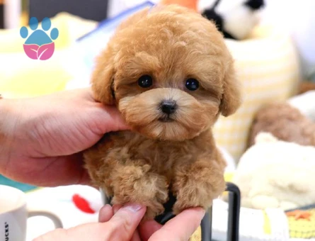 TOY POODLE YAVRULARIM - 10147 - Görsel 2