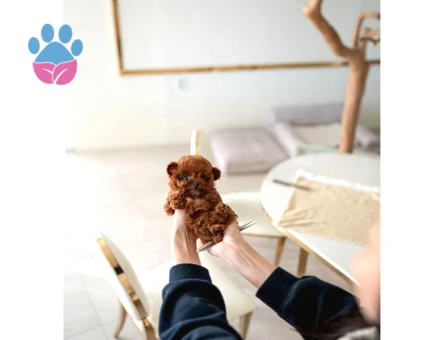TOY POODLE SEVİMLİ YAVRULAR EV ÜRETİMİ - 10148 - Görsel 2