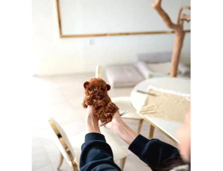 TOY POODLE SEVİMLİ YAVRULAR EV ÜRETİMİ - 10148