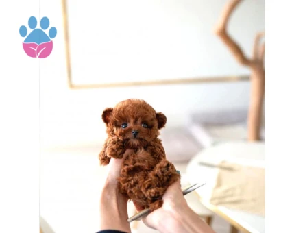 TOY POODLE SEVİMLİ YAVRULAR EV ÜRETİMİ - 10148 - Görsel 3