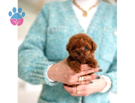 TOY POODLE SEVİMLİ YAVRULAR EV ÜRETİMİ - 10148 - Görsel 4